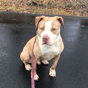 Meet your Posher, Oscar